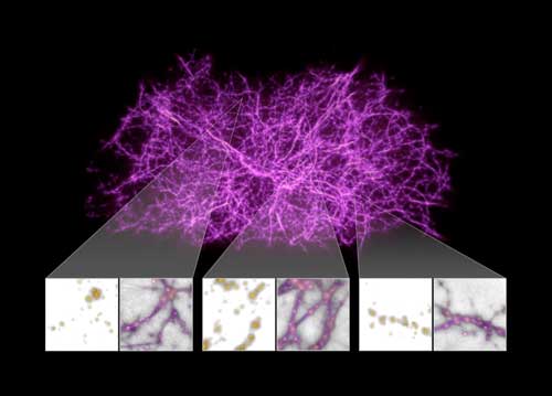 cosmic web illustration with slime mould