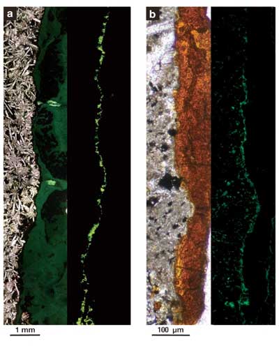 Aerobic bacteria live densely packed into tunnels of clay minerals found in this sample of solid rock