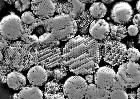 Magnetite framboids in Tagish Lake