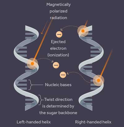 Magnetically polarized radiation preferentially ionized one type of ‘handedness’ leading to a slightly different mutation rate between the two mirror proto-lifeforms