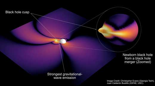 Black hole cusp