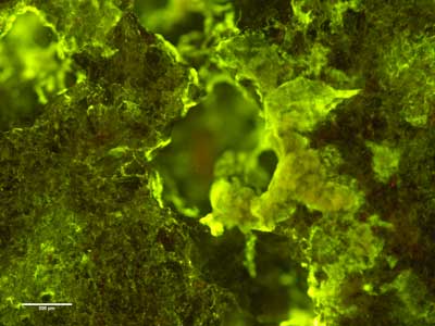 Sphingomonas desiccabilis