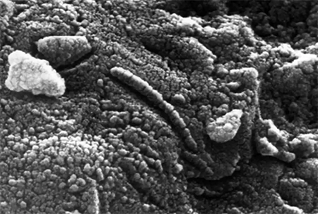 Image of tube-like structures in meteorite