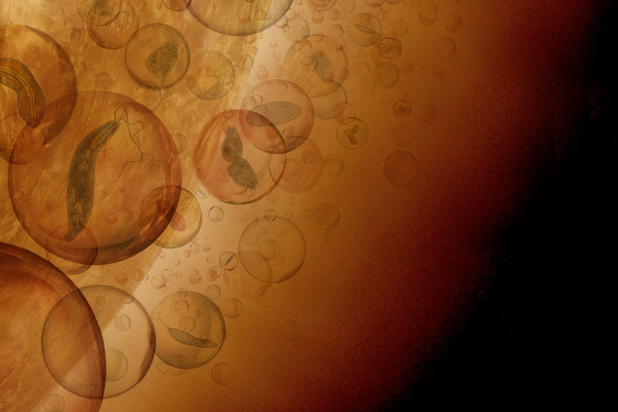 Artist’s conception of the aerial biosphere in the cloud layers of Venus’ atmosphere