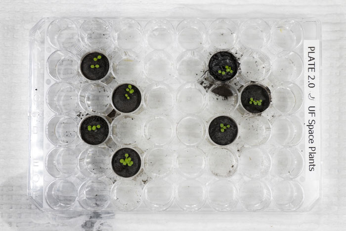 Arabidopsis plants 6 days after the seeds were planted in lunar soil simulant