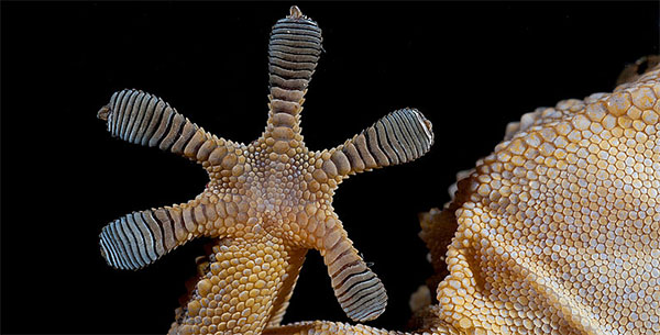 A gecko's foot on a glass pane