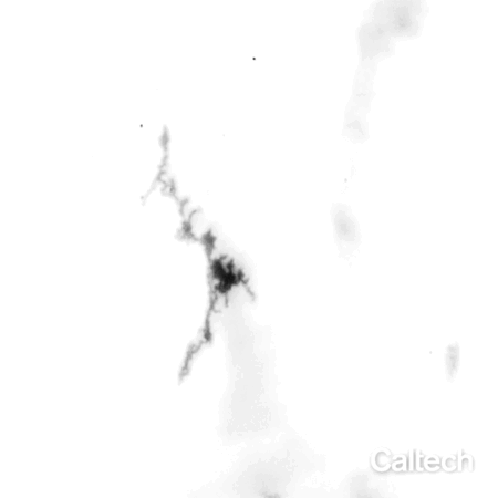 The individual ice grains that grow in plasma develop a