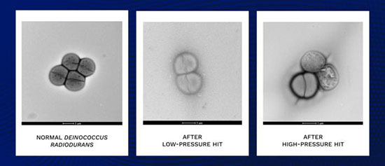 Microbes before and after extreme impact