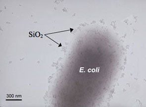 Adhesion of silicon dioxide nanoparticles on the E. coli as observed by TEM