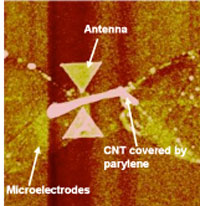 Atomic force microscopy image of the fabricated CNT based IR detector with bowtie nanoantenna
