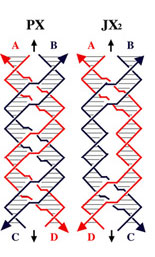 >PX and JX2 motif of DNA