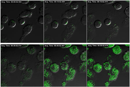 >Confocal microscope analysis of intracellular ROS generation in macrophage cells