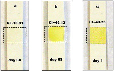 Profilometry image of bioactive paper