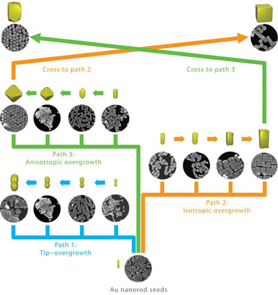 Evolutionary tree of gold nanorod overgrowth consisting of three branches