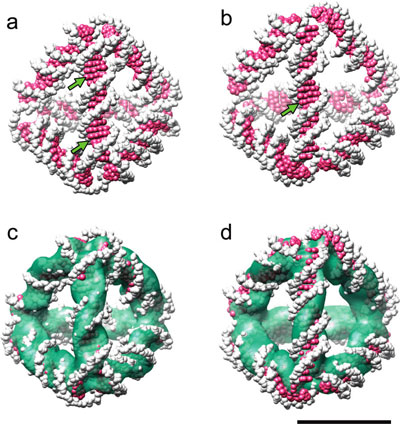 3D density maps of a DNA tetrahedron revealed by cryoEM image reconstruction