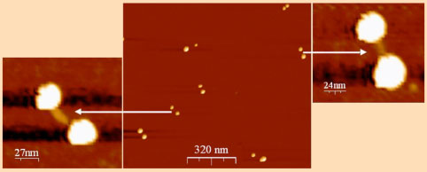 AFM image of two silver nanoparticles linked by DNA