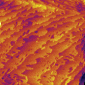 AC-mode closed loop height image of the cleavage plane of muscovite mica after etching in hydrofluoric acid