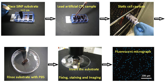 cell capture experiments using 3D nanostructured substrates