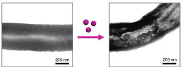 SEM images of protein nanotubes