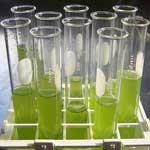 algae-Fuel
