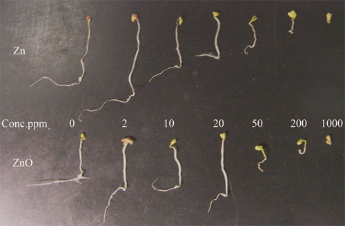 Root growth inhibition of rape seeds by  Zn and ZnO nanoparticles