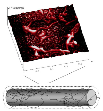 Schematic of a single MWNTs-glass fibre and AFM topography image of fibre surface