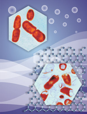 Schematic illustration of E.coli exposed to graphene nanosheets