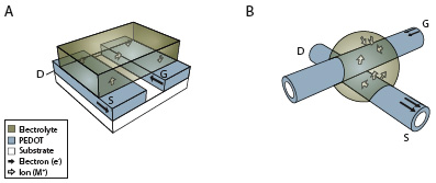 Planar and cylindrical electrochemical transistors