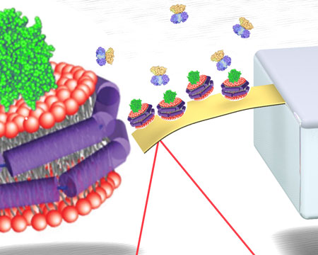 Nanomechanical detection platform functionalized with receptor-incorporated Nanodiscs
