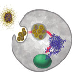 nanoparticle_drug_delivery