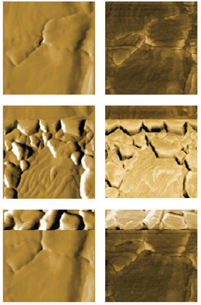 AFM images of bulk deposition and dissolution of copper on gold