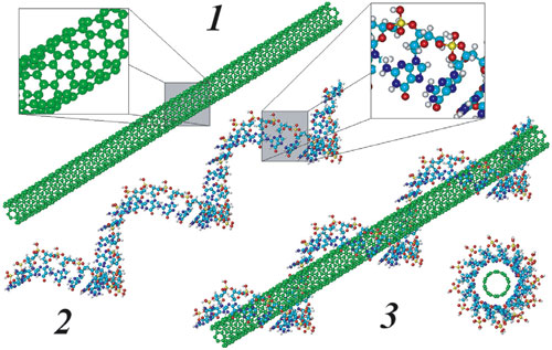 Structural models of DNA-wrapped carbon nanotubes
