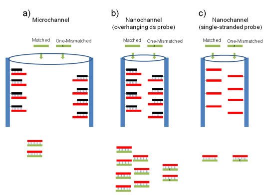 microchannel versus nanochannel for SNP DNA analysis