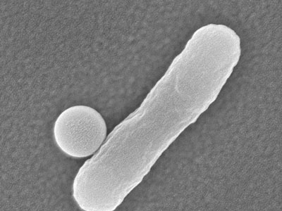 A single bacteria–bead conjugate
