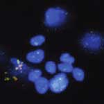 fluorescent_microscope_images