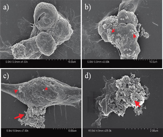Integration mechanism for platinum nanoparticles and a nanogel