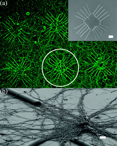 Arrays of semiconductor tubes can guide neuron outgrowth