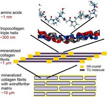 The nanostructure of bone