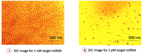 Differential Interference Contrast (DIC) microscopy  depicts the virtual 3D image of individual gold nanoparticles (GNP), representing a single miRNA target<strong></strong>