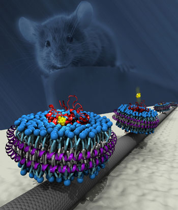  carbon nanotube transistor functionalized with mouse olfactory receptor proteins in nanodiscs