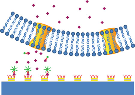 Schematic of mapping signaling molecule secretion by a TNPR-enhanced in situ immunoassay