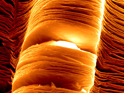 Scanning electron micrograph of exfoliated MXene nanosheets