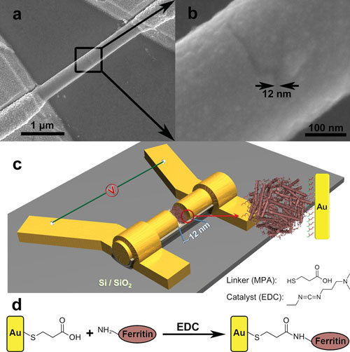 memristor nanodevice based on protein
