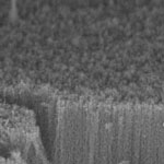 carbon_nanotube_forest