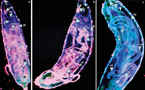 fluorescence imaging of Drosophila melanogaster
