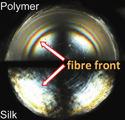 fiber front formation in both polyethylene and silk dope as observed in situ by shear-induced polarized light imaging (SIPLI)