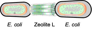 Schematic depiction of a linear E.coli/zeolite L/E.coli assembly