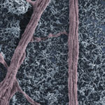 neurons_on_carbon_nanotubes