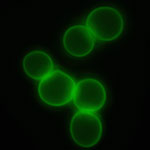 coated_cells