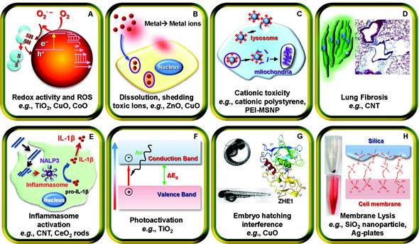 Major mechanistic nanomaterial injury pathways